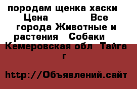 породам щенка хаски › Цена ­ 10 000 - Все города Животные и растения » Собаки   . Кемеровская обл.,Тайга г.